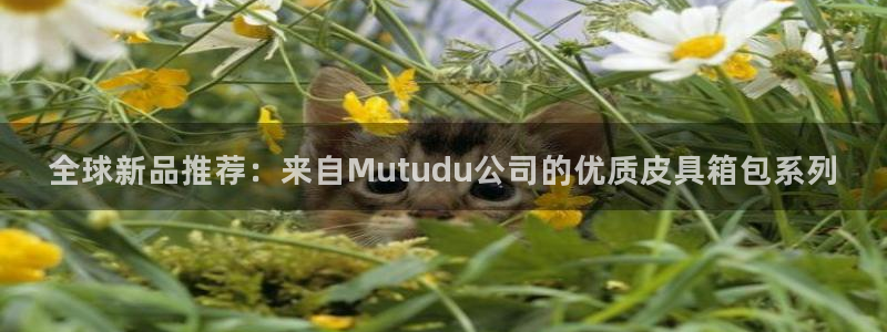 辉达娱乐